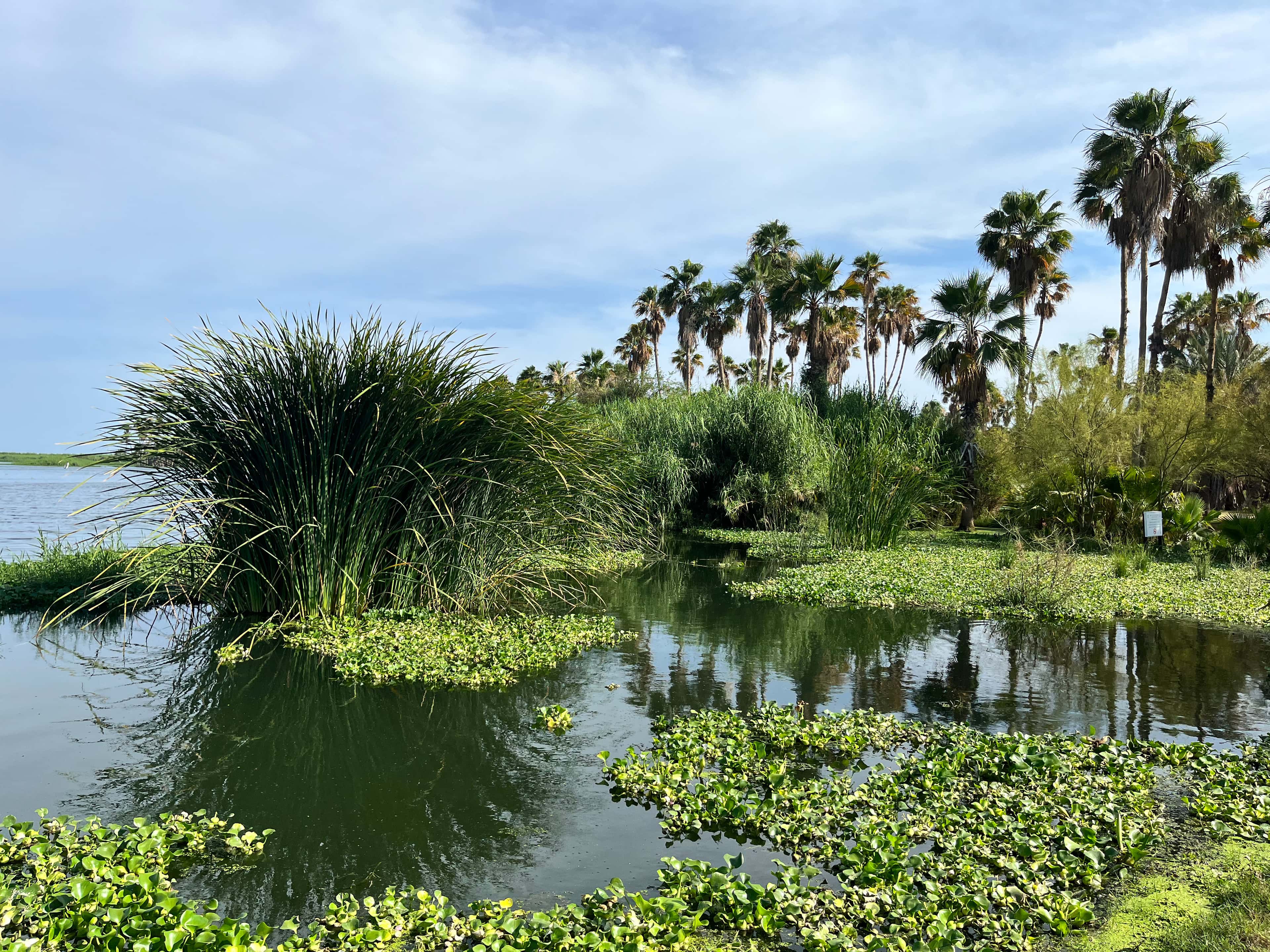 San José del Cabo: the estuary, reeds and palms by the water