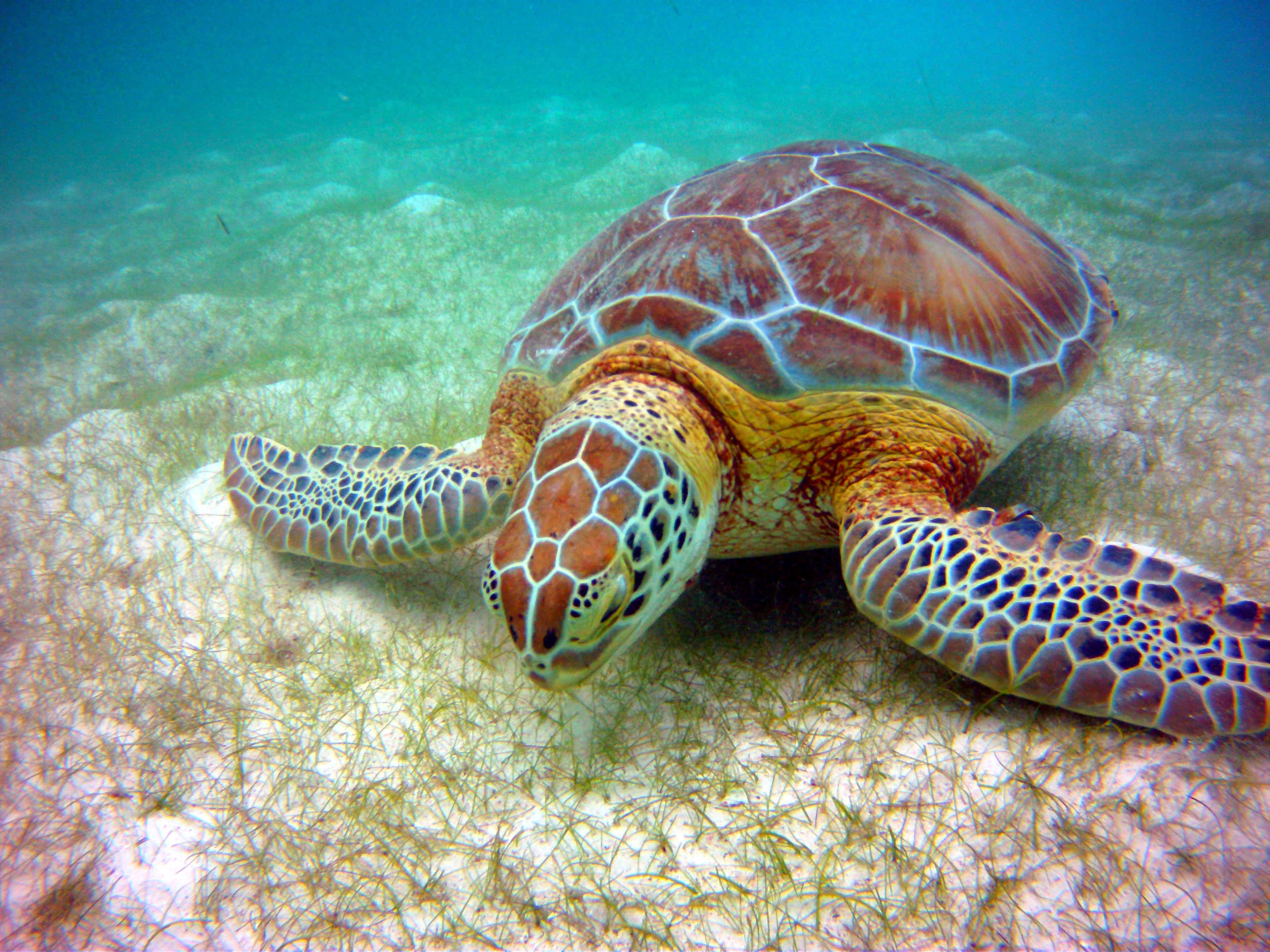 Riviera Maya: a green turtle swimming in the shallows at Akumal