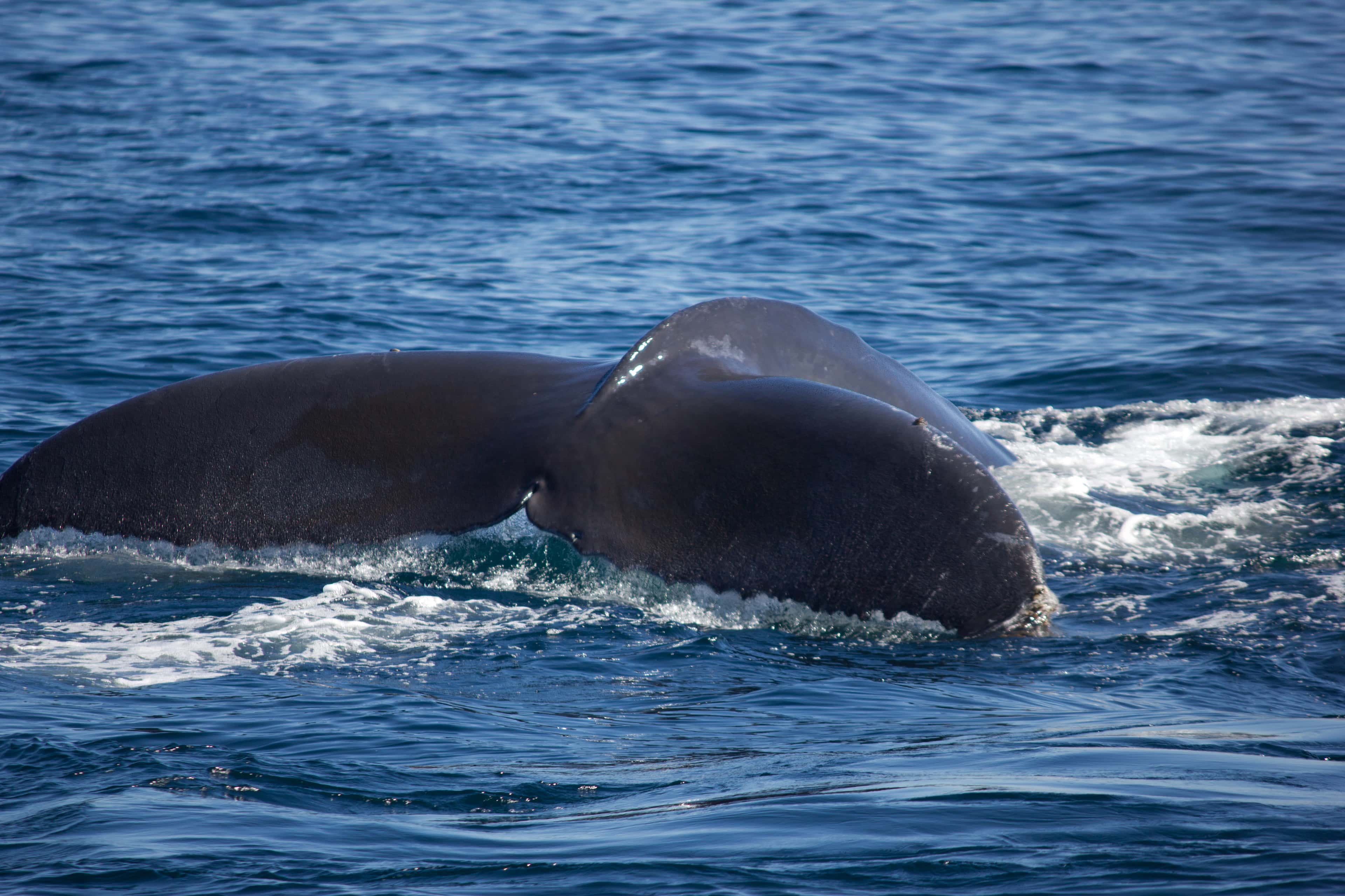 Cabo San Lucas: a humpback whale's tail fluke off Sunset Beach