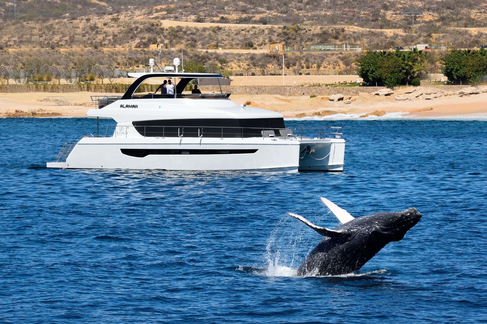 Humpback whale breaching beside the catamaran off a sandy shore