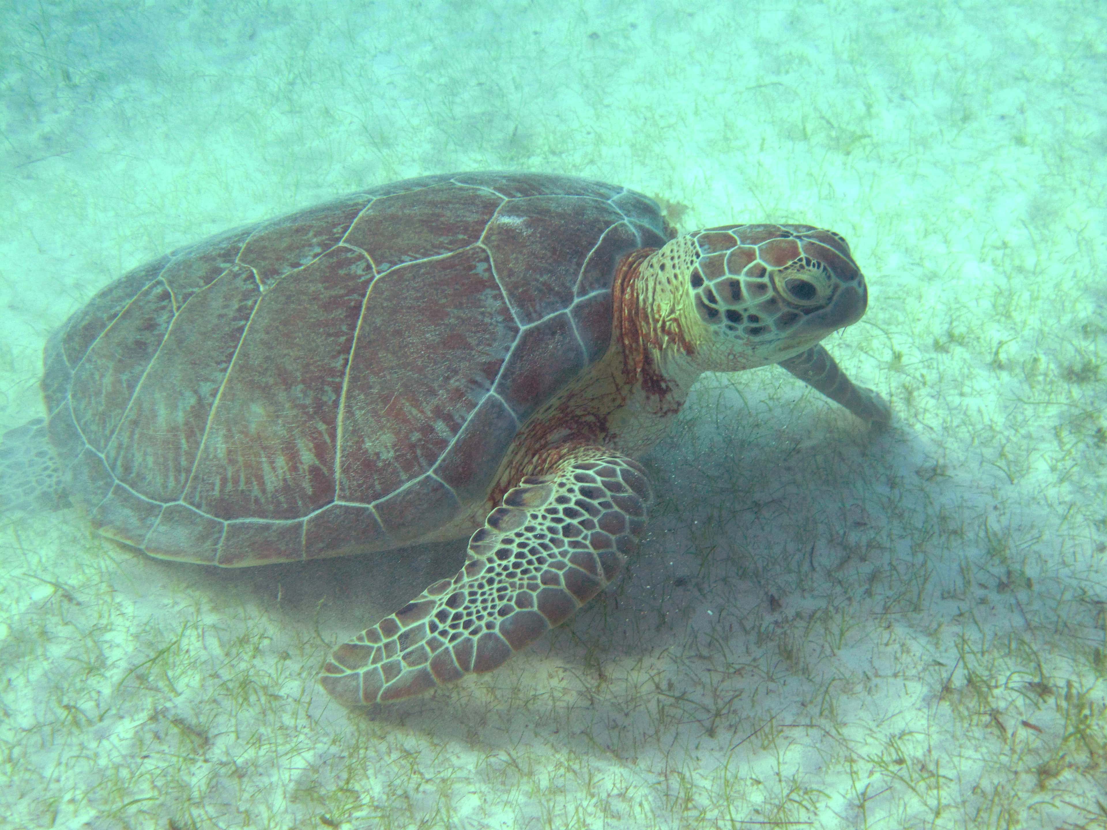 Riviera Maya: a green turtle grazing the seagrass at Akumal, down the coast from Puerto Aventuras