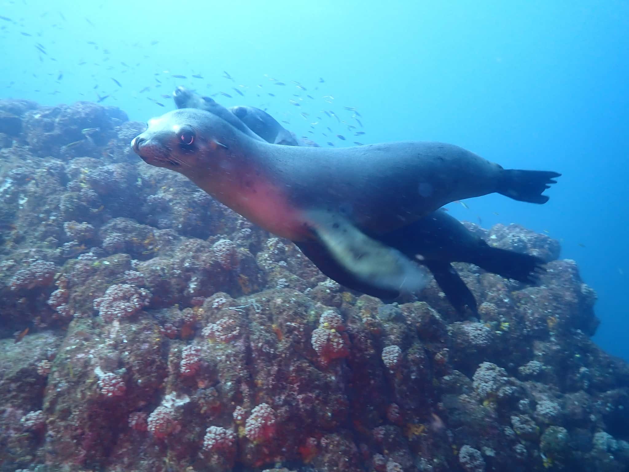 Sea of Cortez off La Paz: a California sea lion swimming over the reef at Los Islotes
