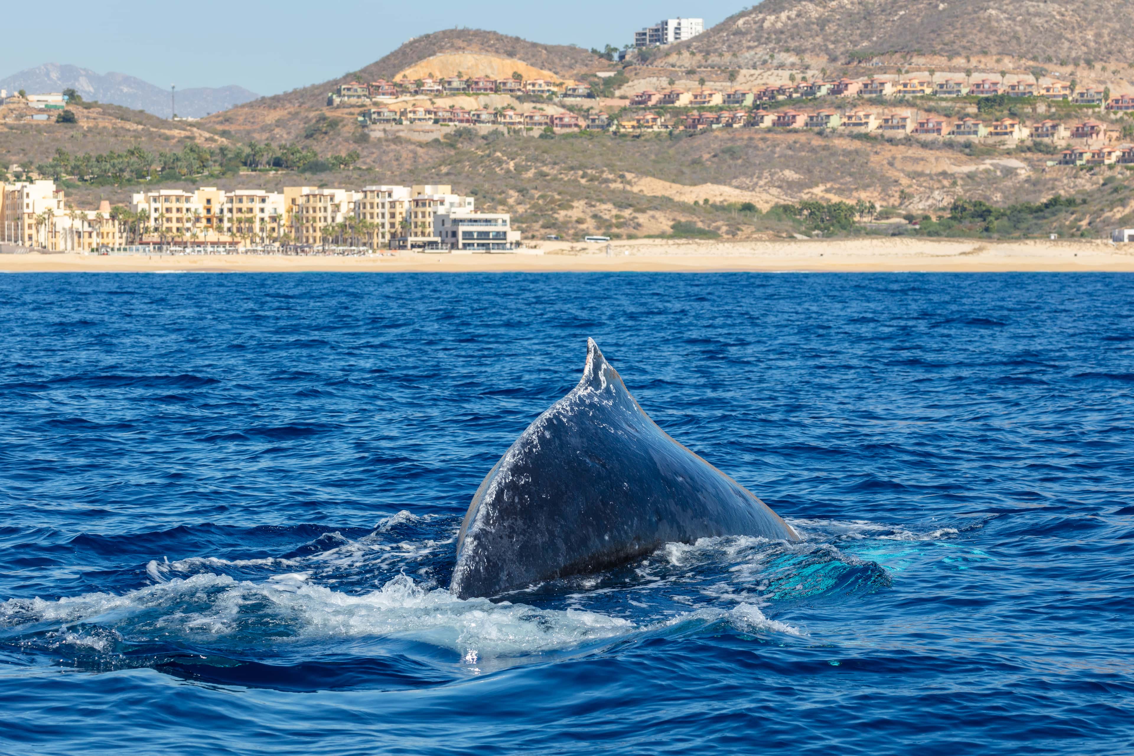 Los Cabos: a humpback whale's back breaking the surface off the resort coast