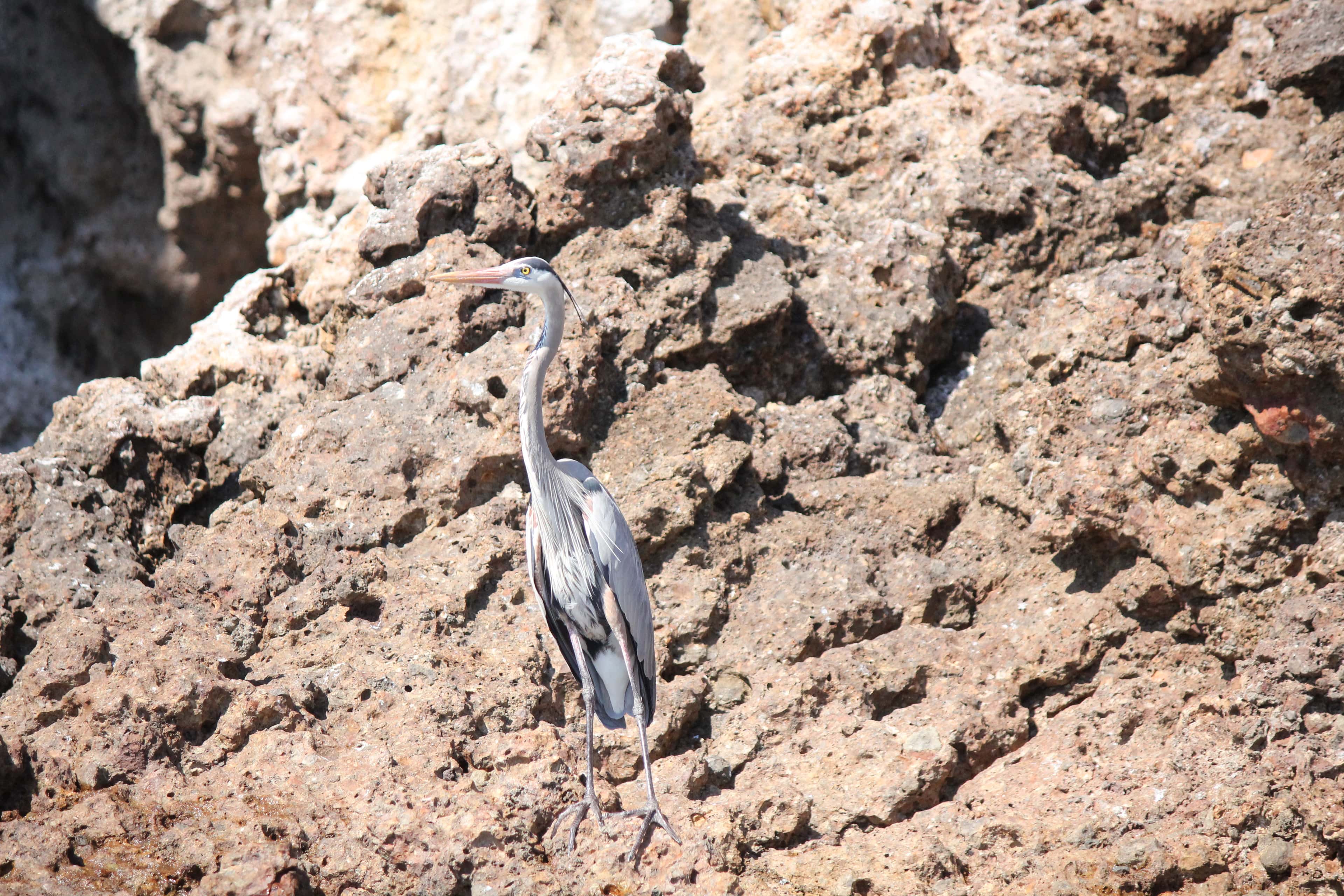 Marietas Islands: the islands' rocky shore and the sea