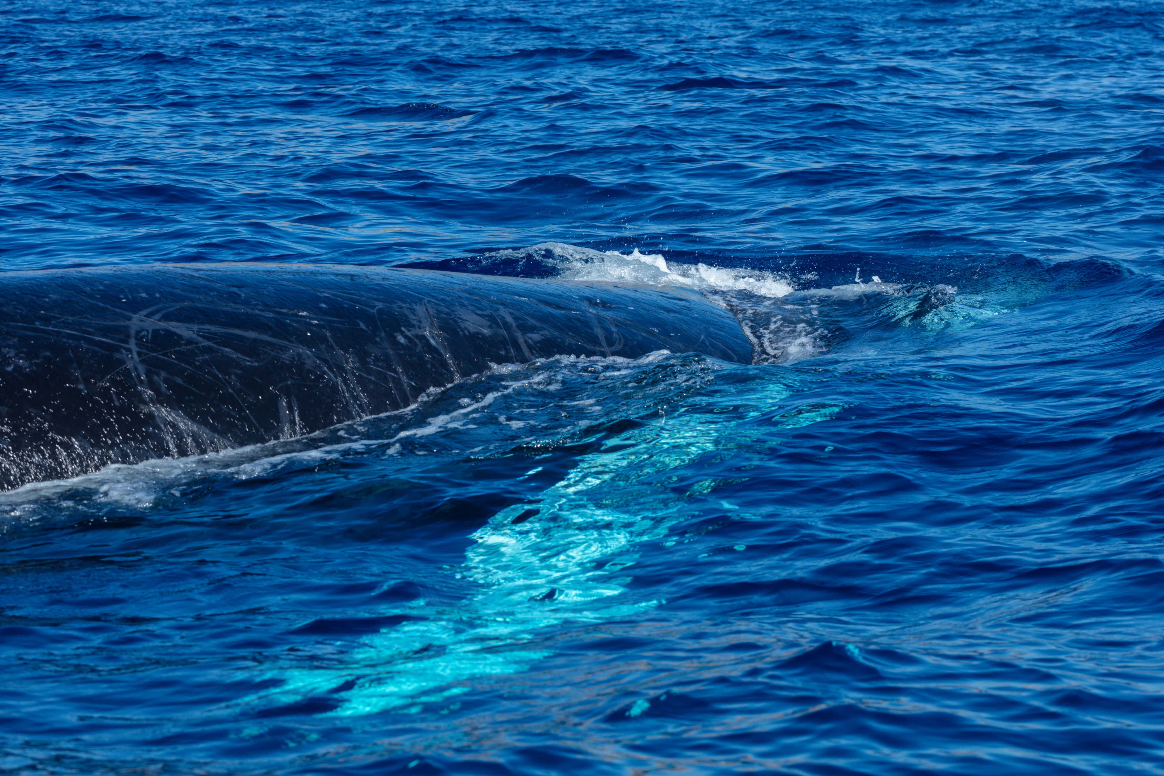 Cabo San Lucas: a humpback whale's back breaking the blue surface