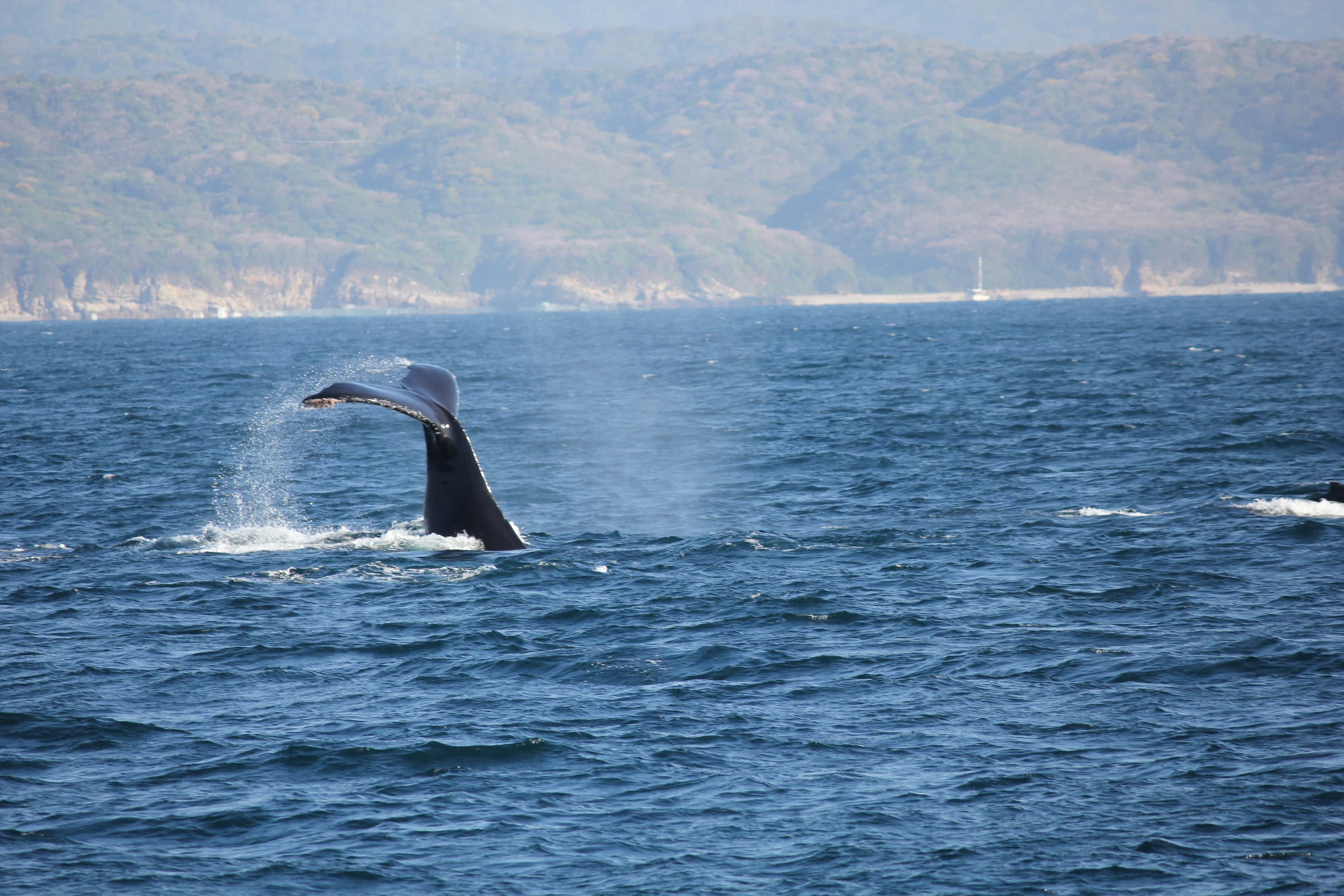 Marietas Islands: a humpback whale's tail fluke near the islands