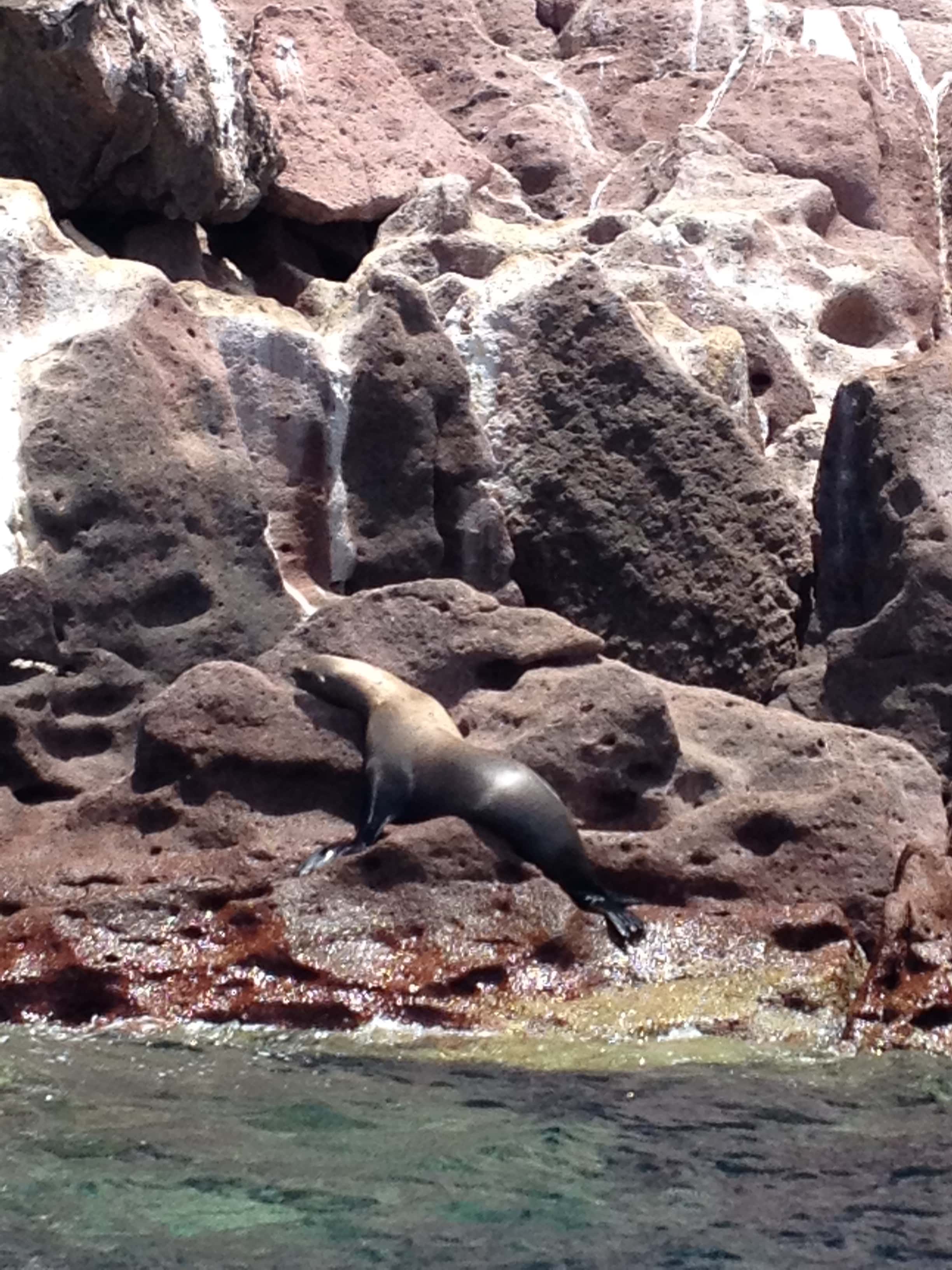 Los Islotes: a sea lion resting on the rocks