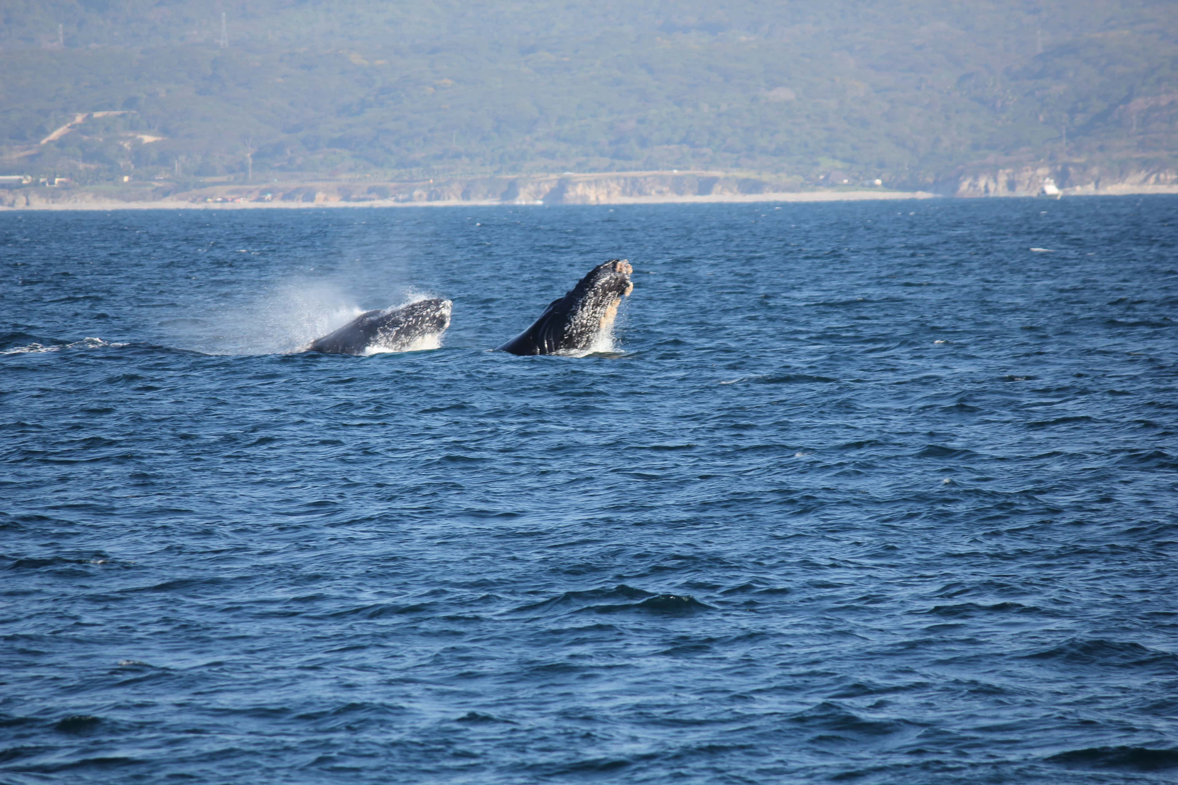 Marietas Islands: humpback whales lunging at the surface near the islands