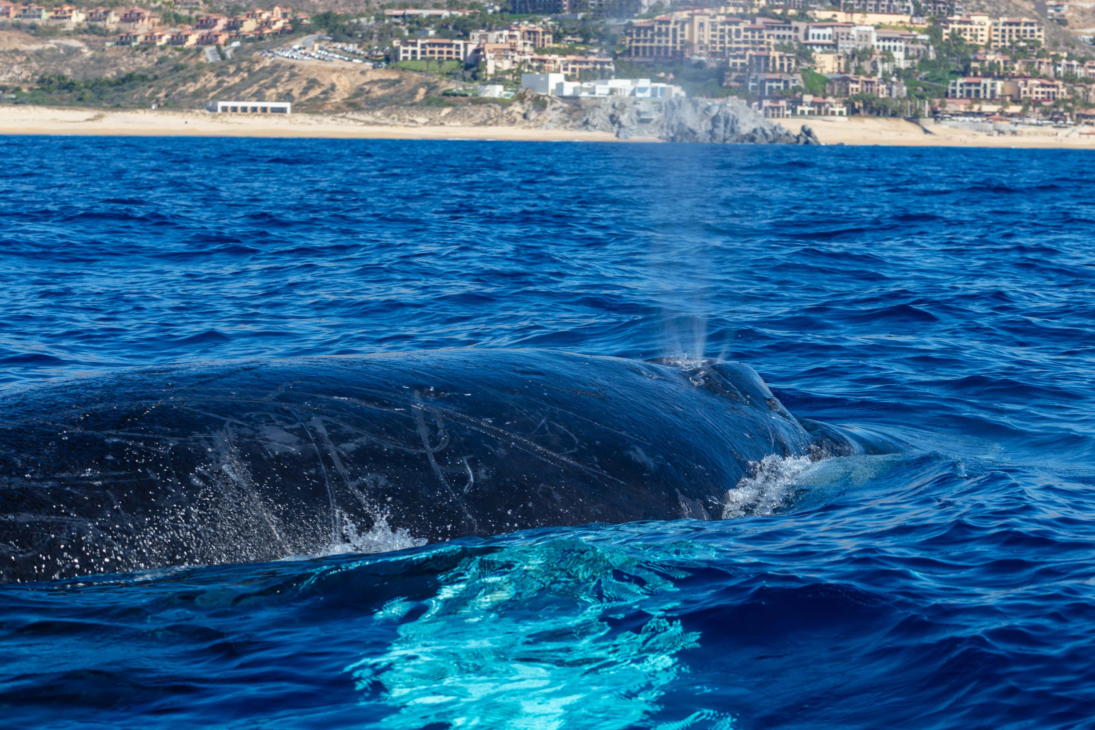 Los Cabos: a humpback whale arching out of the water in a breach
