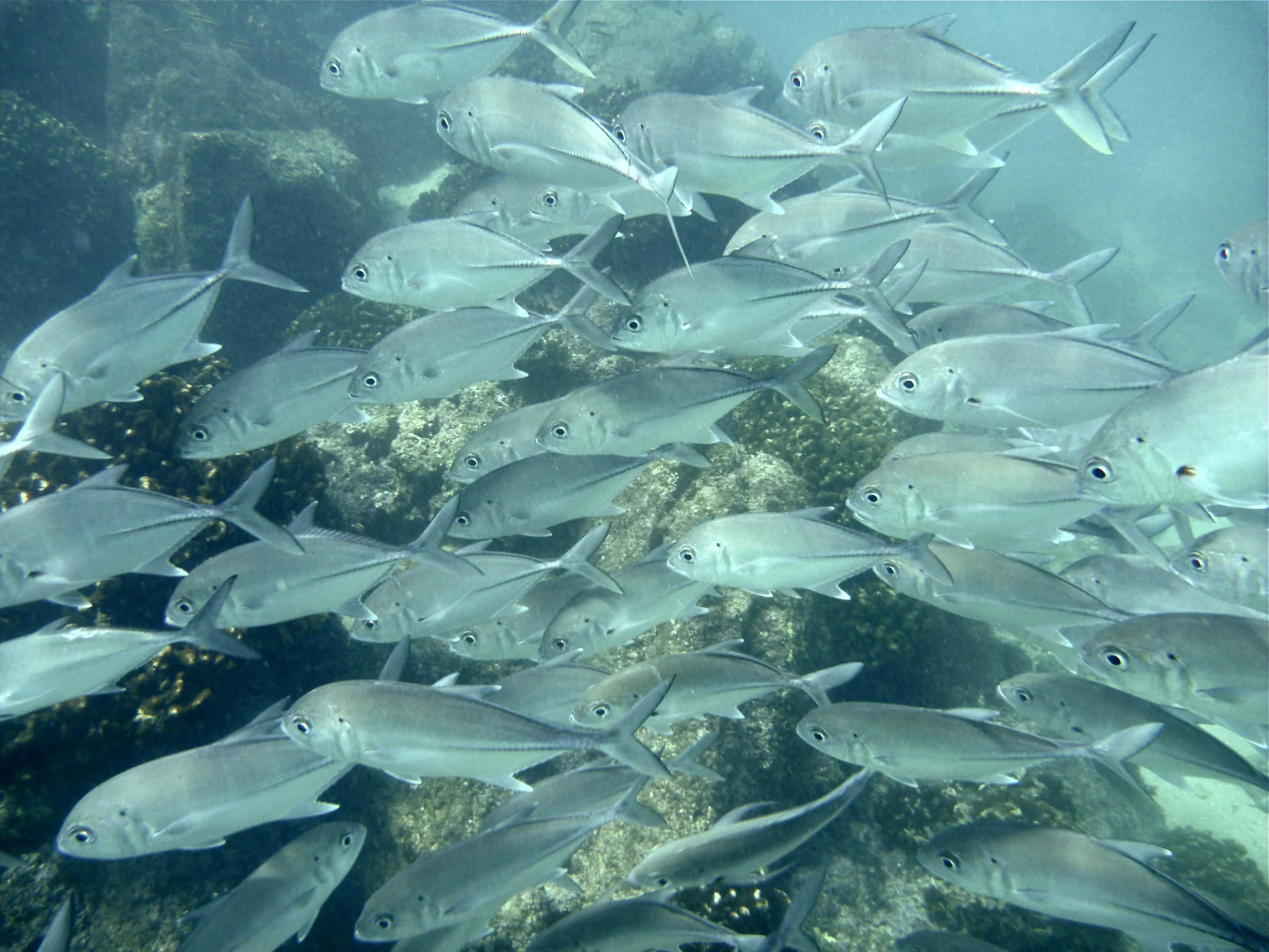 Chileno Bay: fish over the reef, seen while snorkelling