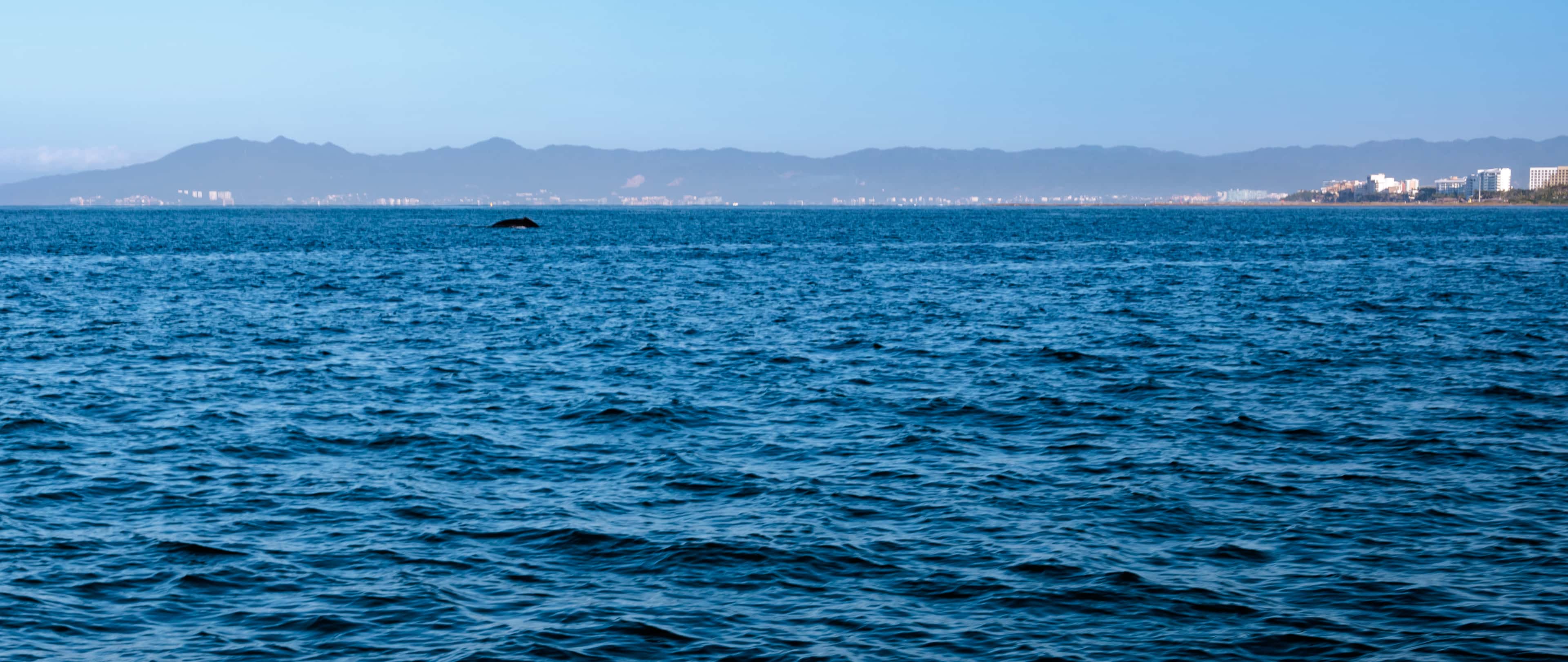 Puerto Vallarta: a humpback whale surfacing in the bay, the city behind
