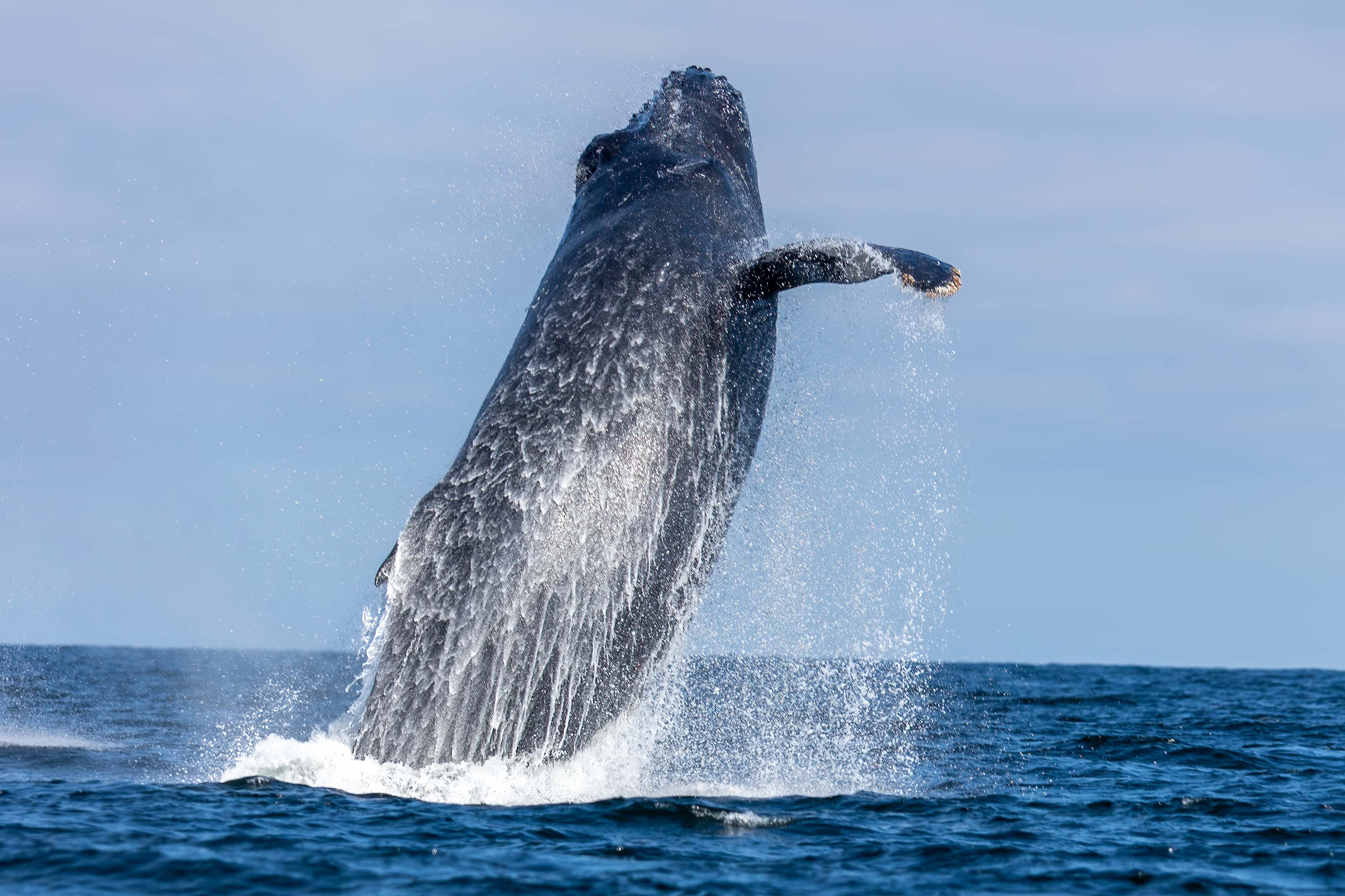 Punta de Mita: a humpback whale breaching in Banderas Bay off the point