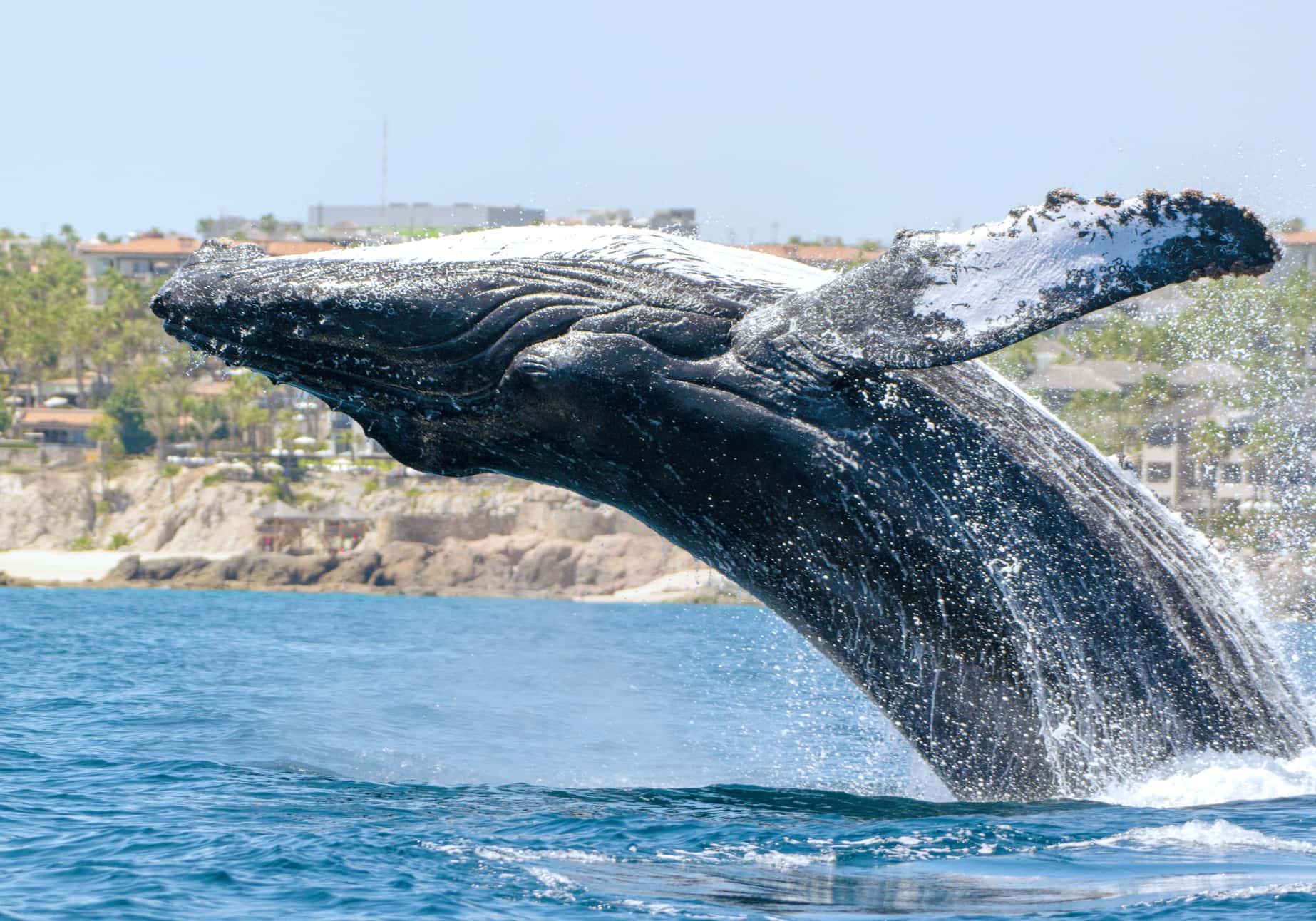 Cabo San Lucas: a humpback whale breaching close to the shore