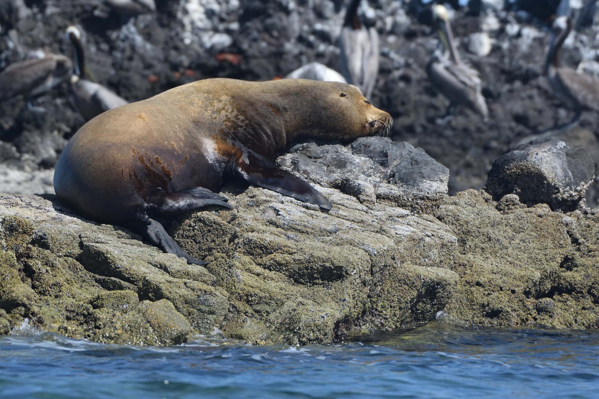 San Rafaelito: a California sea lion basking on the colony's rocks
