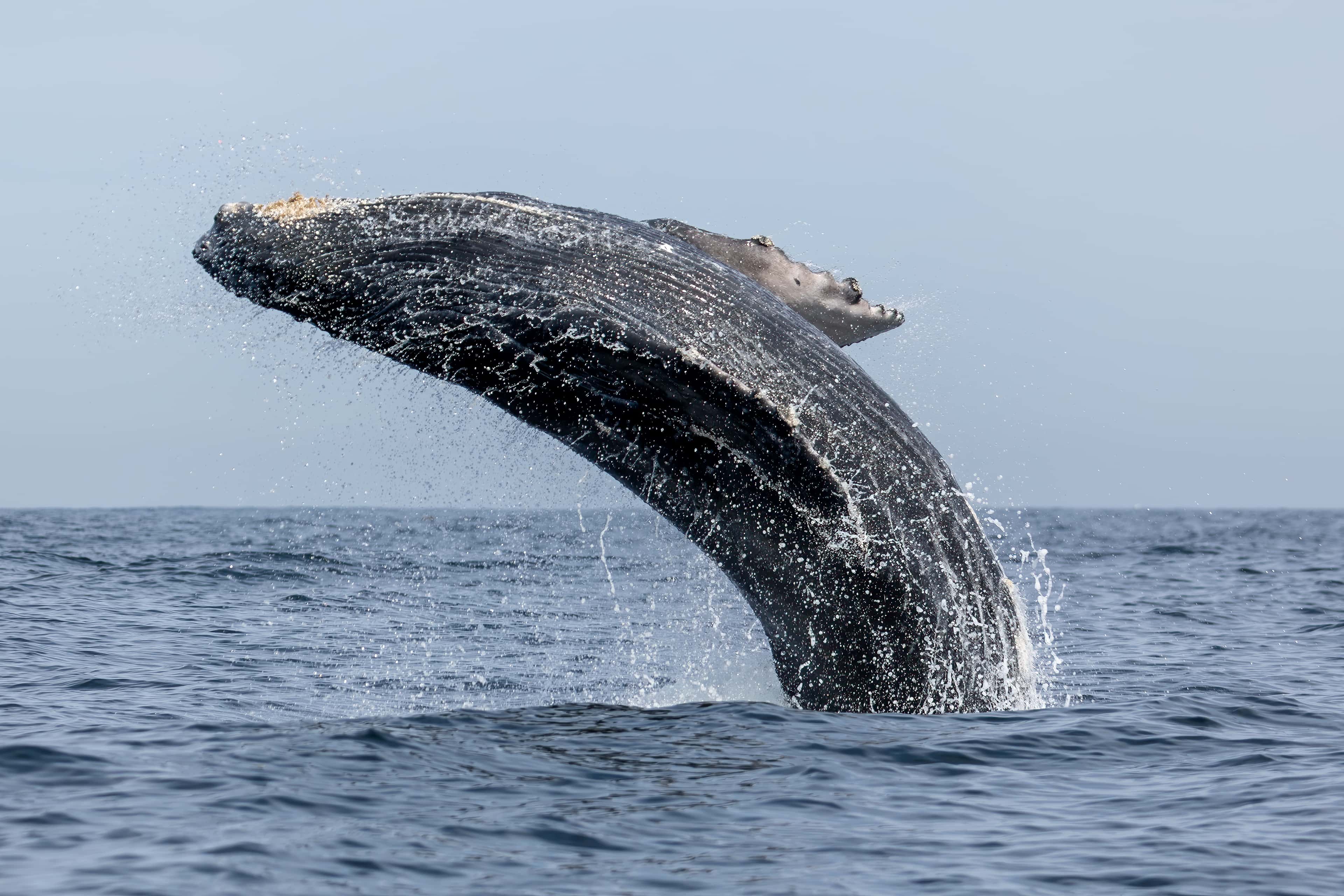 Banderas Bay: a humpback whale arching backwards in a breach