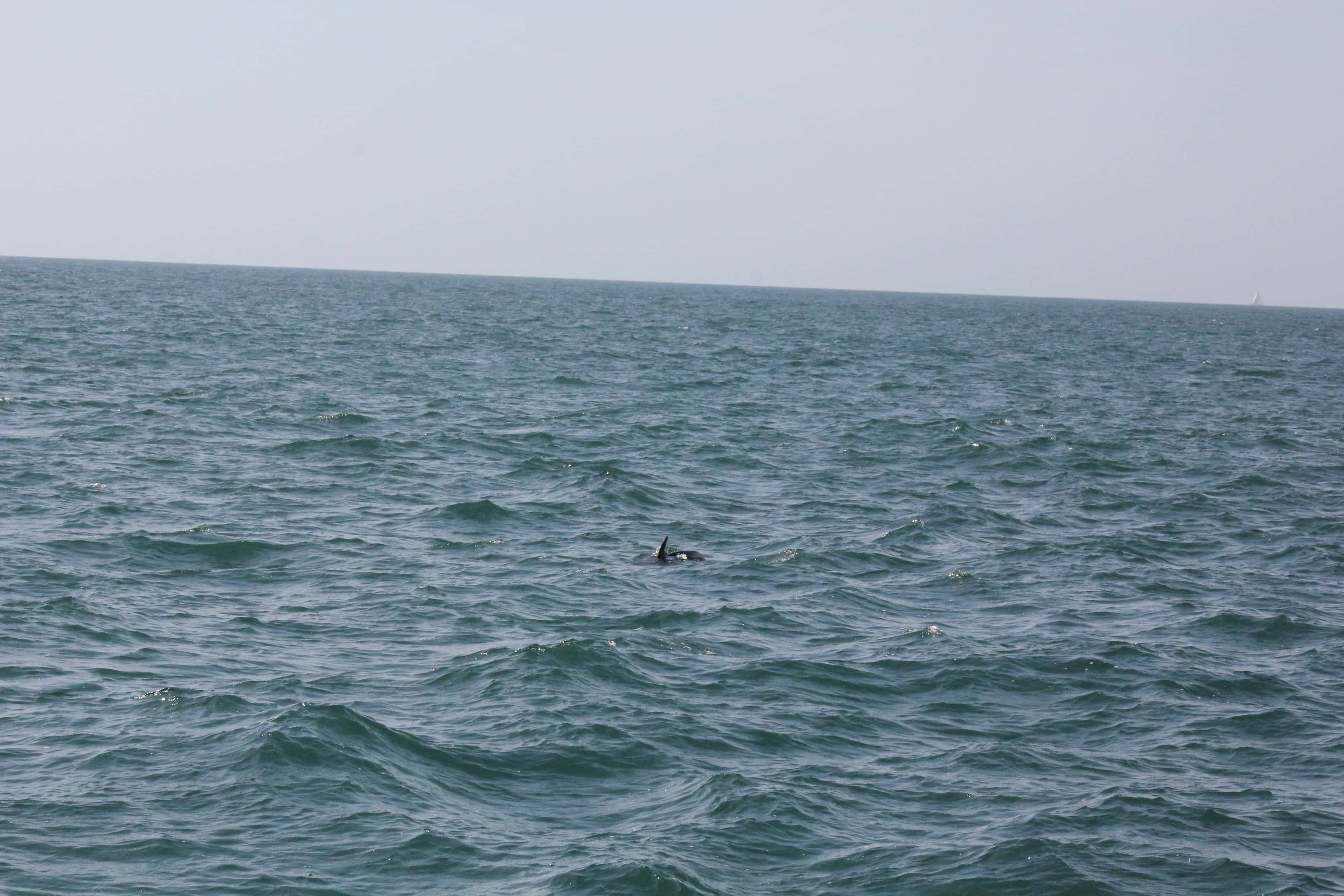 Banderas Bay: a wild dolphin surfacing in the open bay