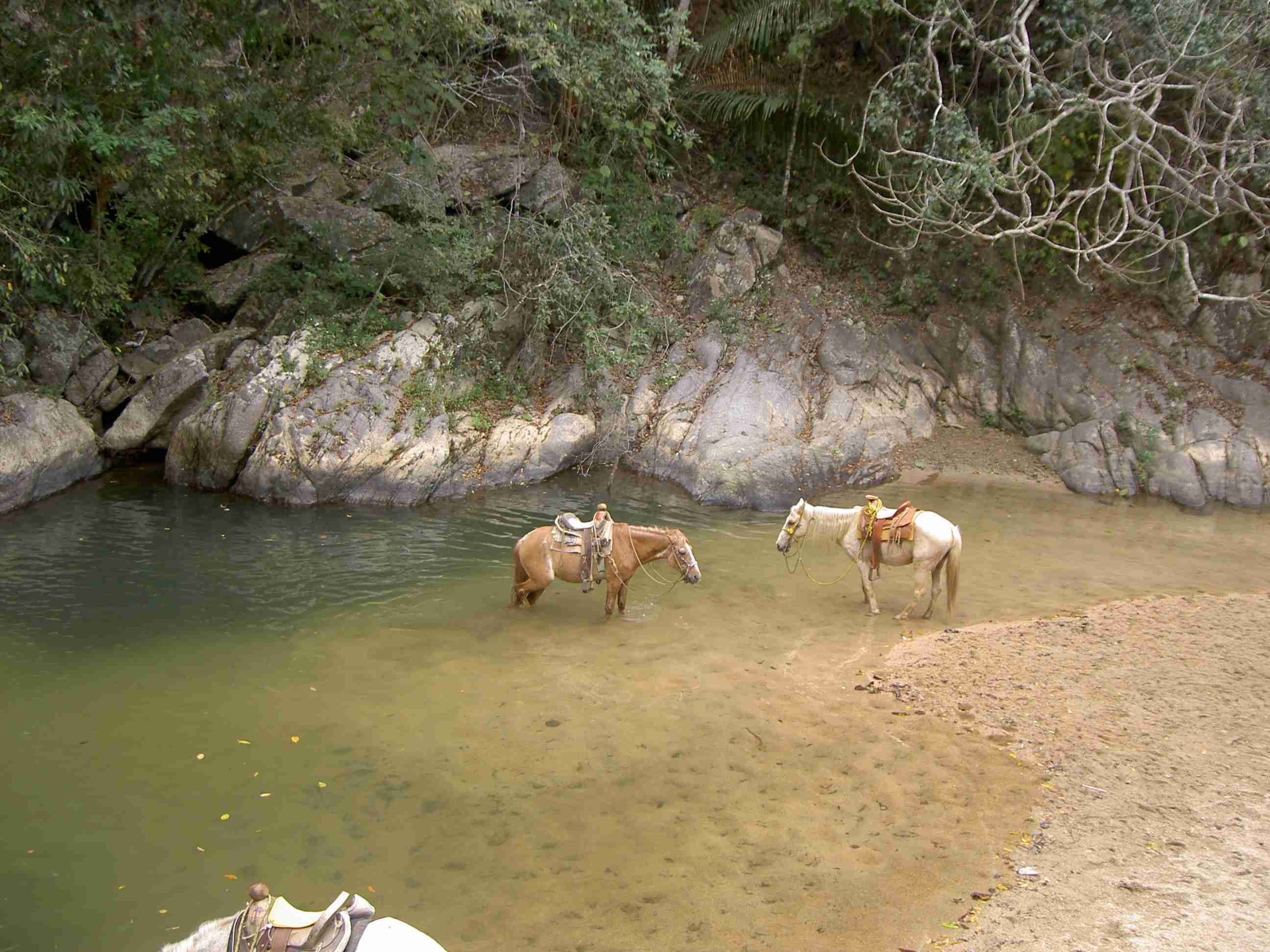 Quimixto: two saddled horses standing in the shallow river