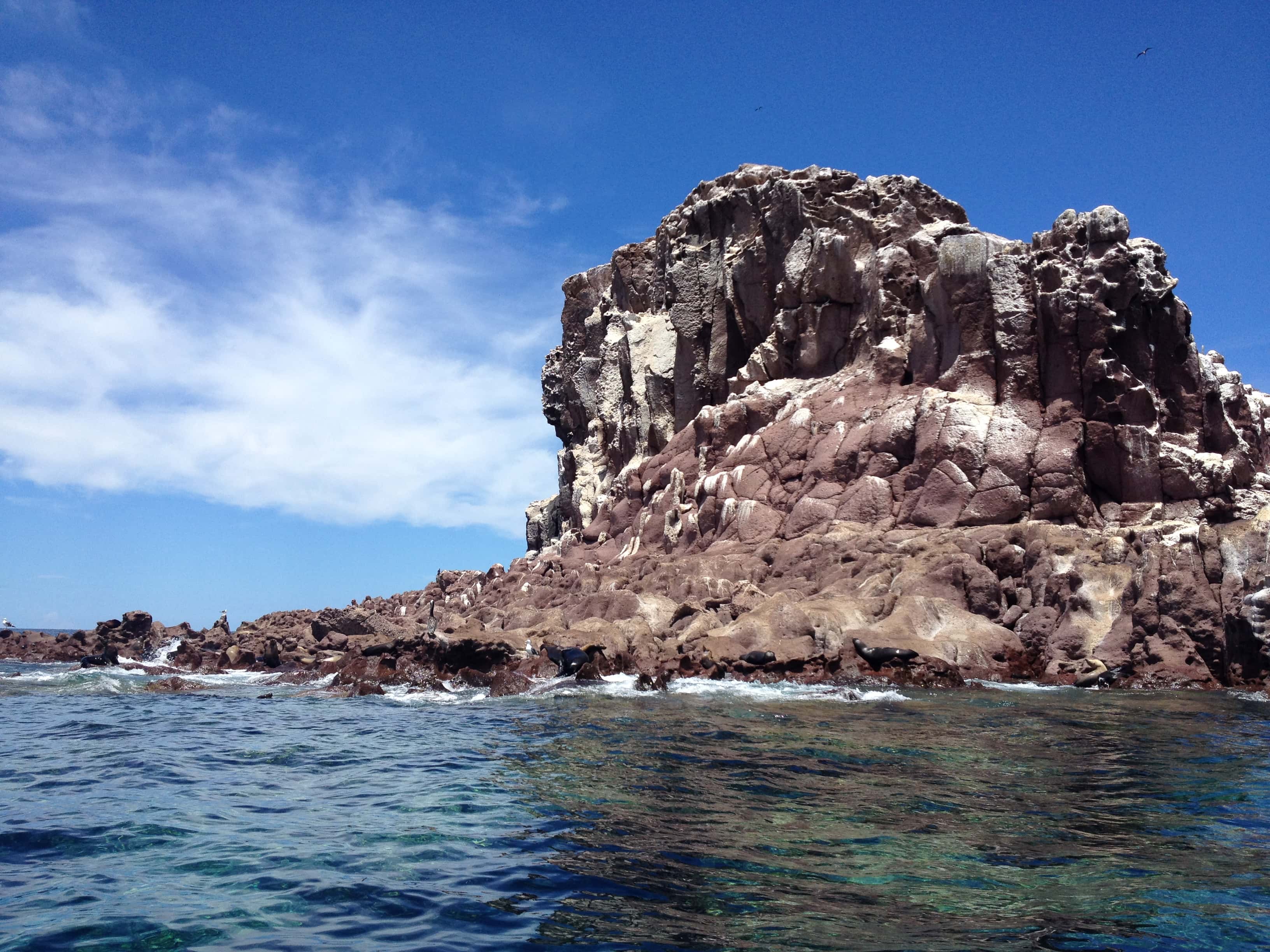 Los Islotes: sea lions resting on the rocks of the colony